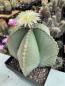 Preview: Astrophytum myriostigma nudum